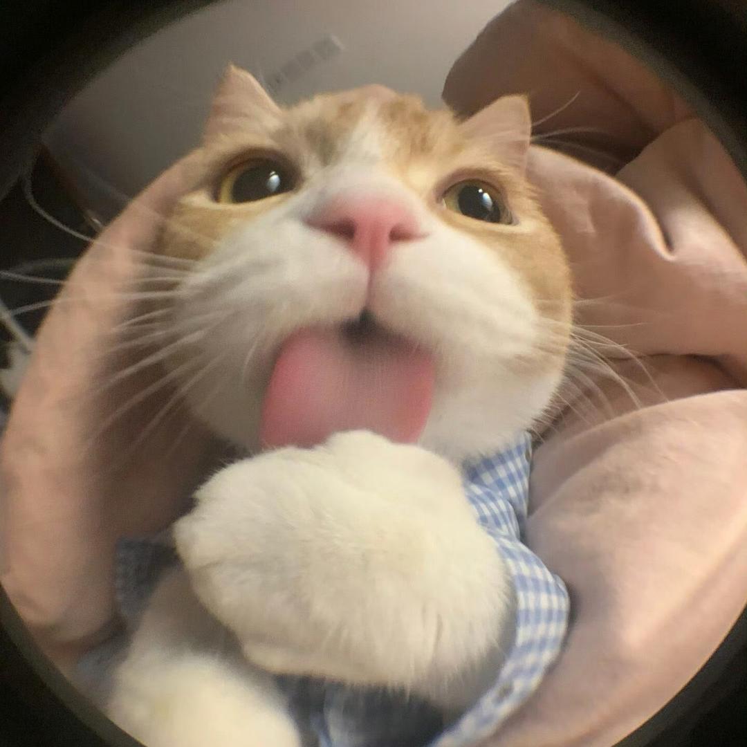 一颗凡凡子