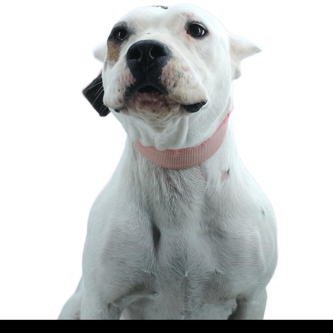 🐯哥斯拉的毒舌