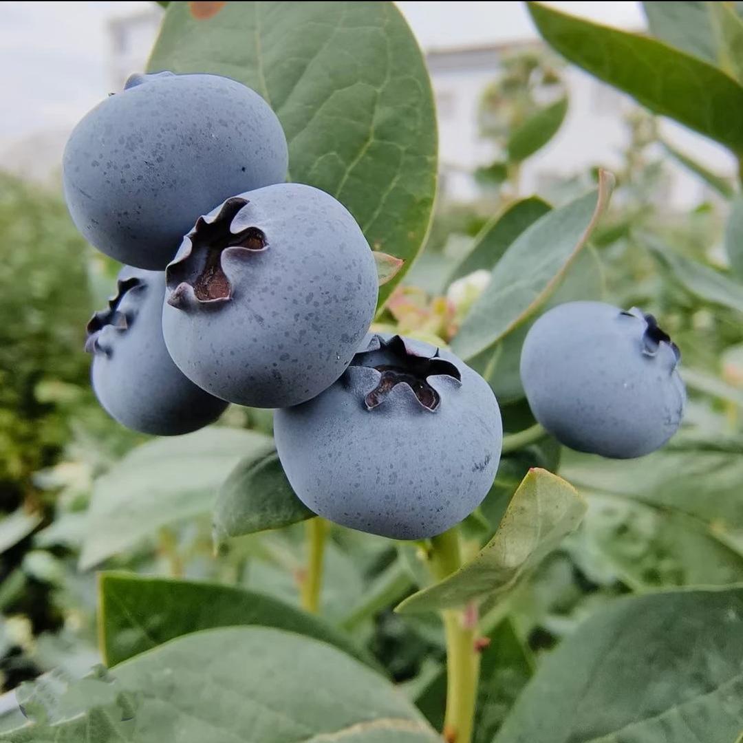 木苗果树苗木专营店