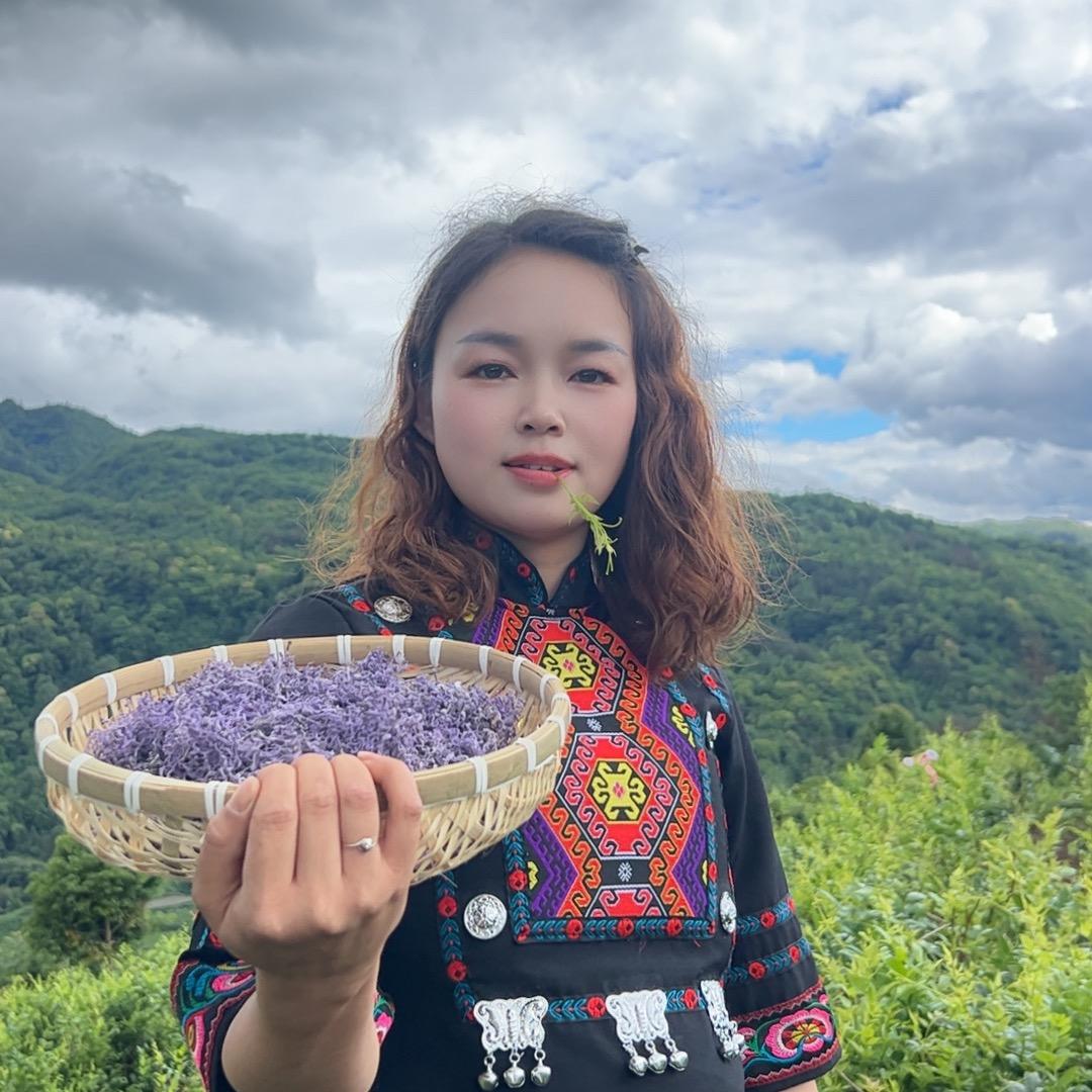 土家莓茶(藤茶)苗妹儿