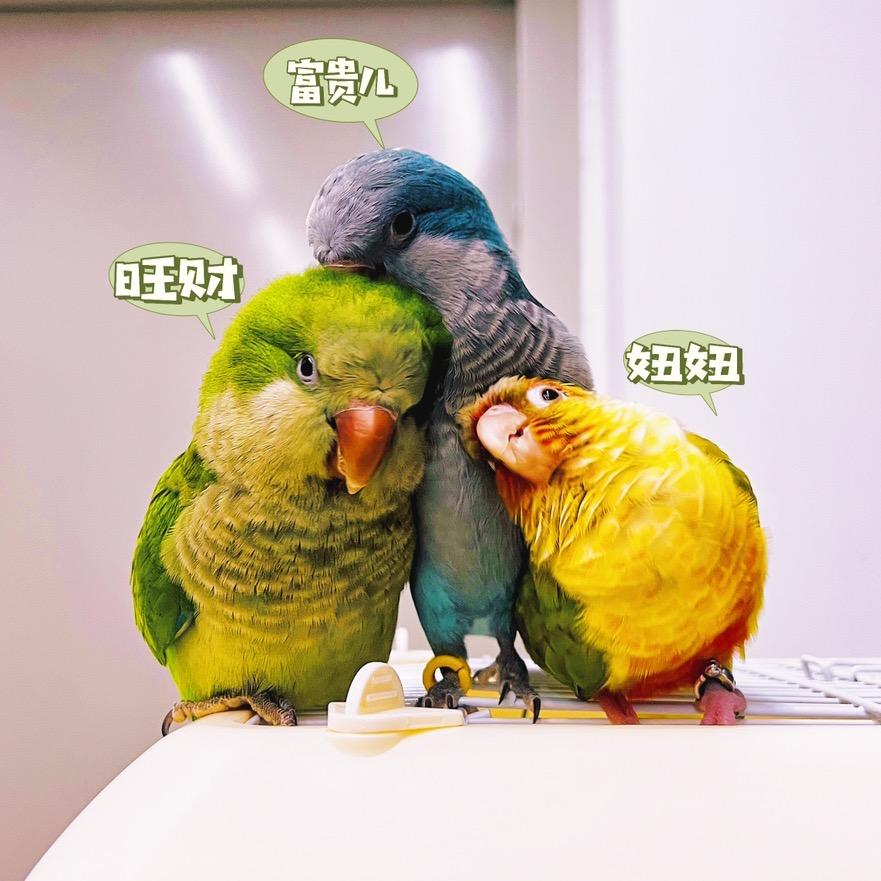 一介鹉夫
