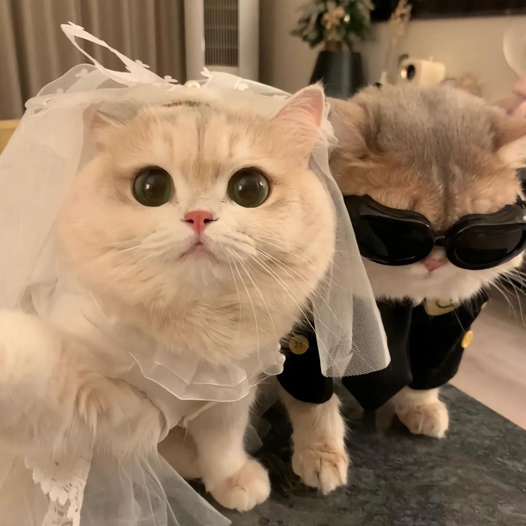 多金猪妹