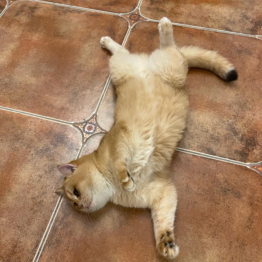 静静养猫