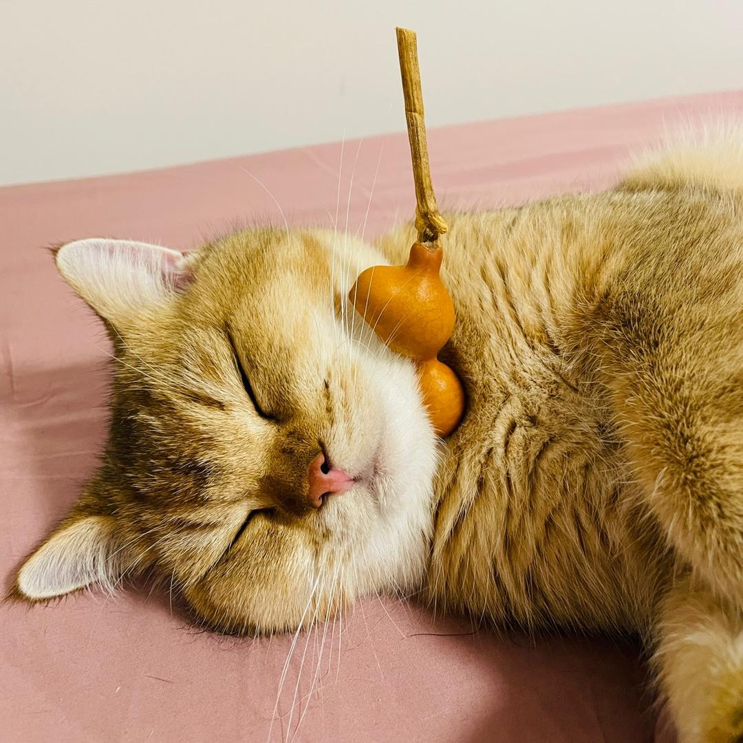 猫葫芦