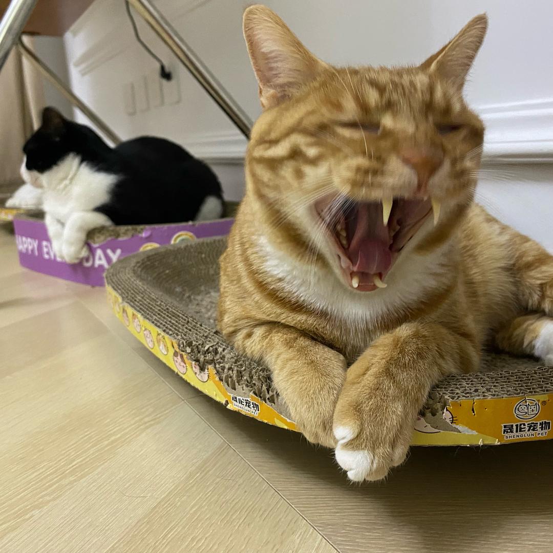 里诗