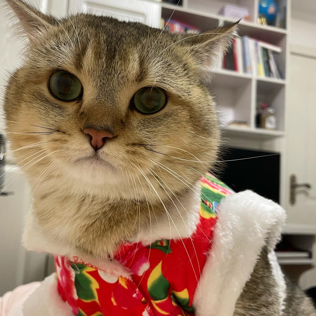 金元宝的宝藏铺