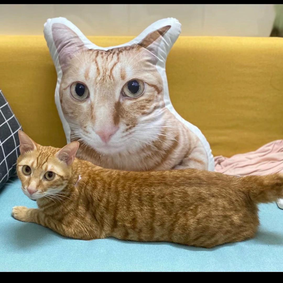 崽崽 墩墩和排骨猫