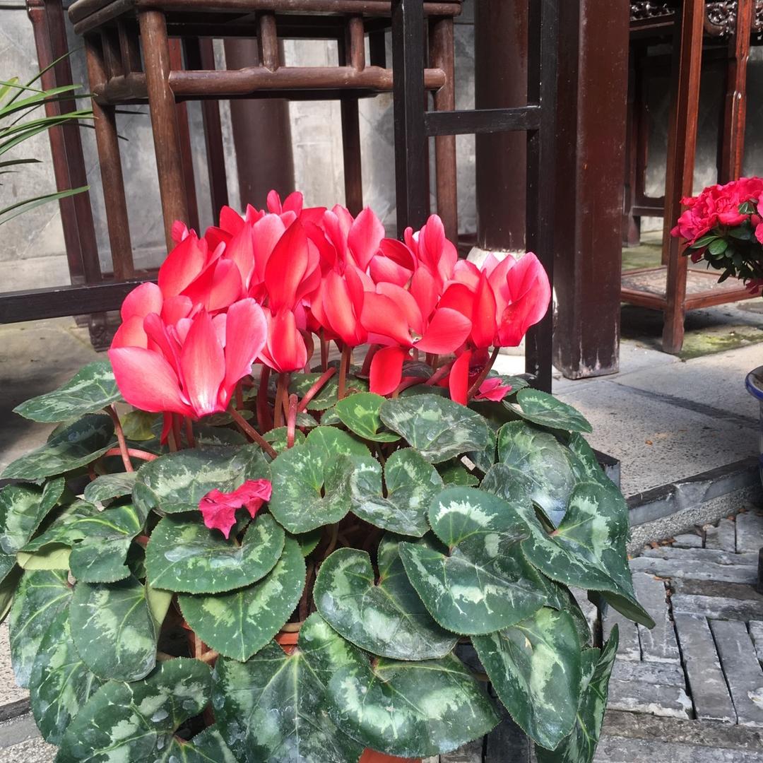 像风一样的女子