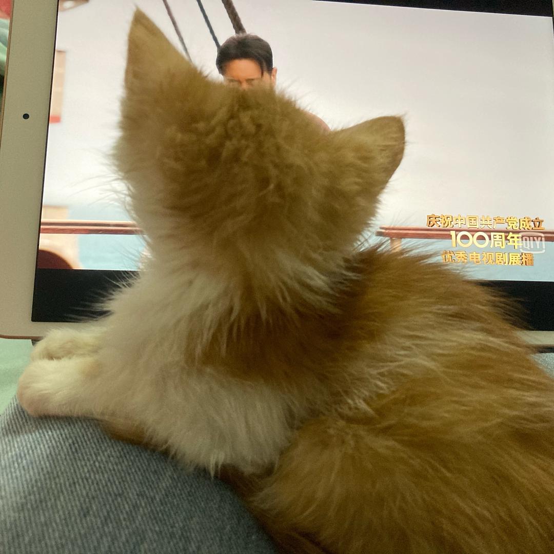 傲娇黑猫