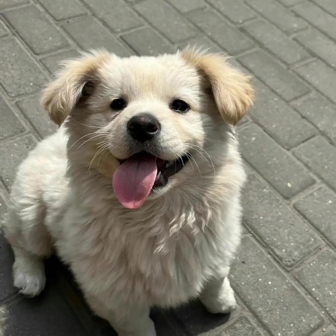 去码头整点薯条_