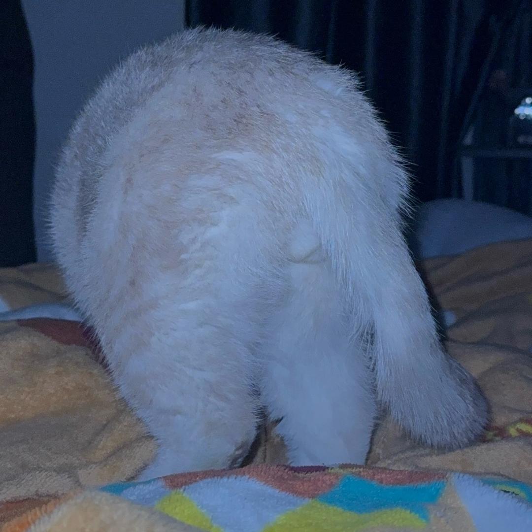 毛豆炒肉盖浇饭           🦔