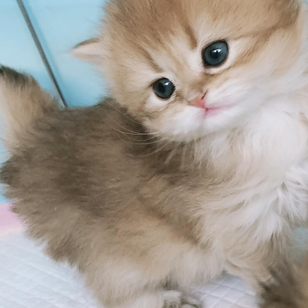 猫咪嘎嘎甜宠物服务店
