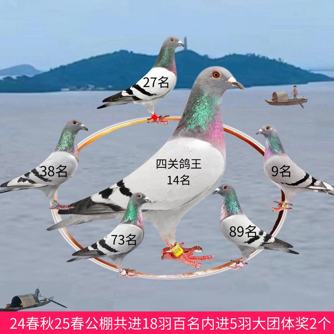 巢湖市农村達叔信鸽经营部