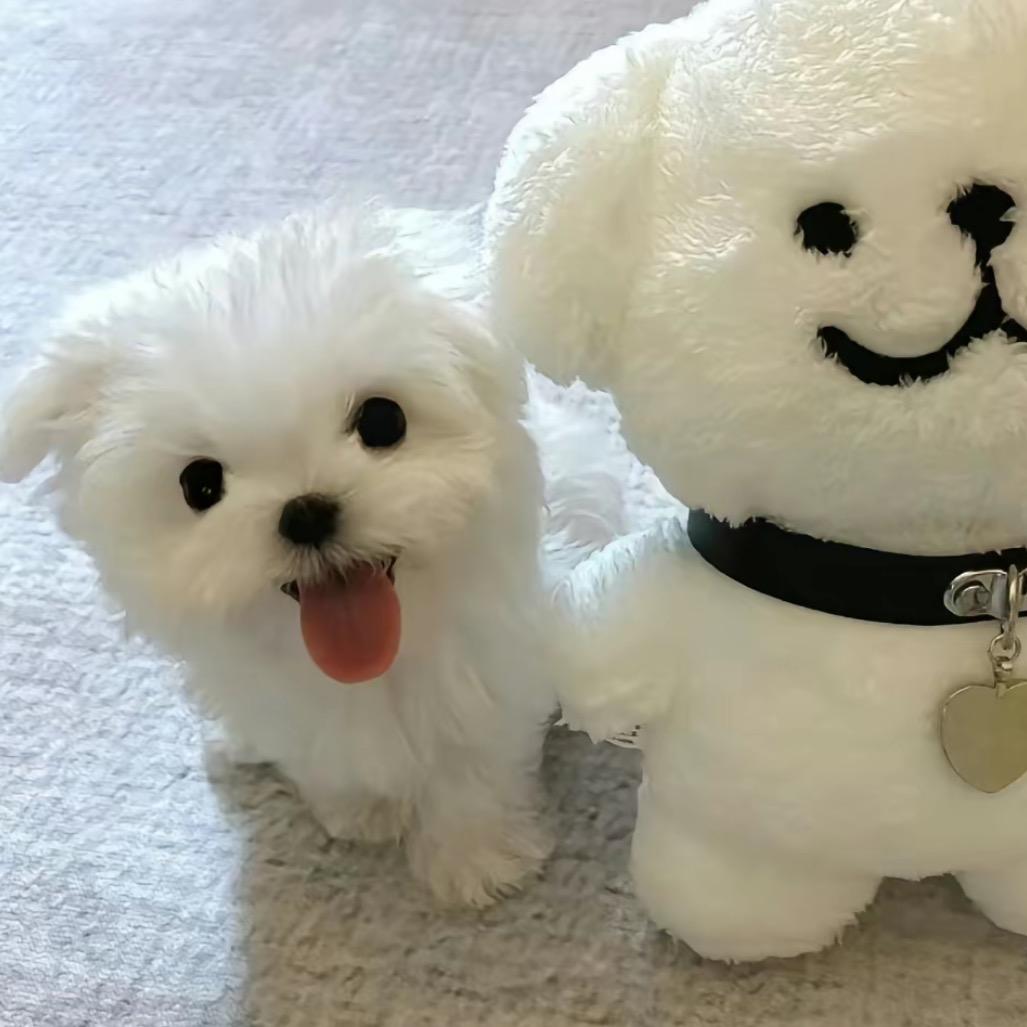 嘻嘻