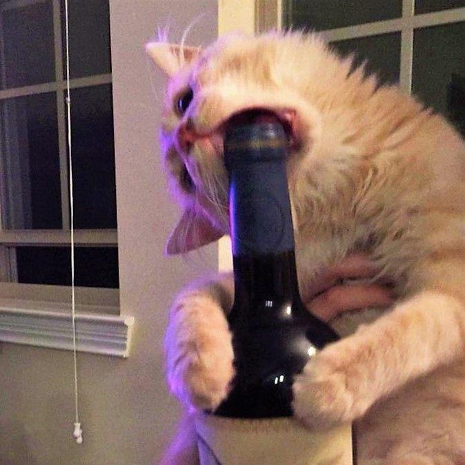 今晚吃椒盐板筋