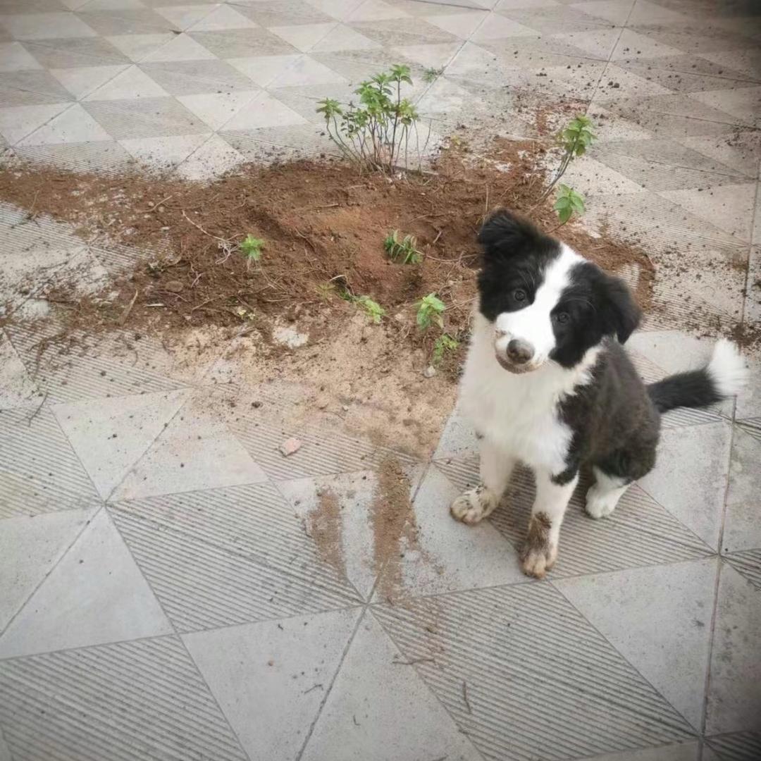 少年游