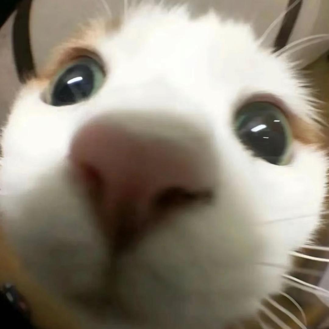 章鱼哥