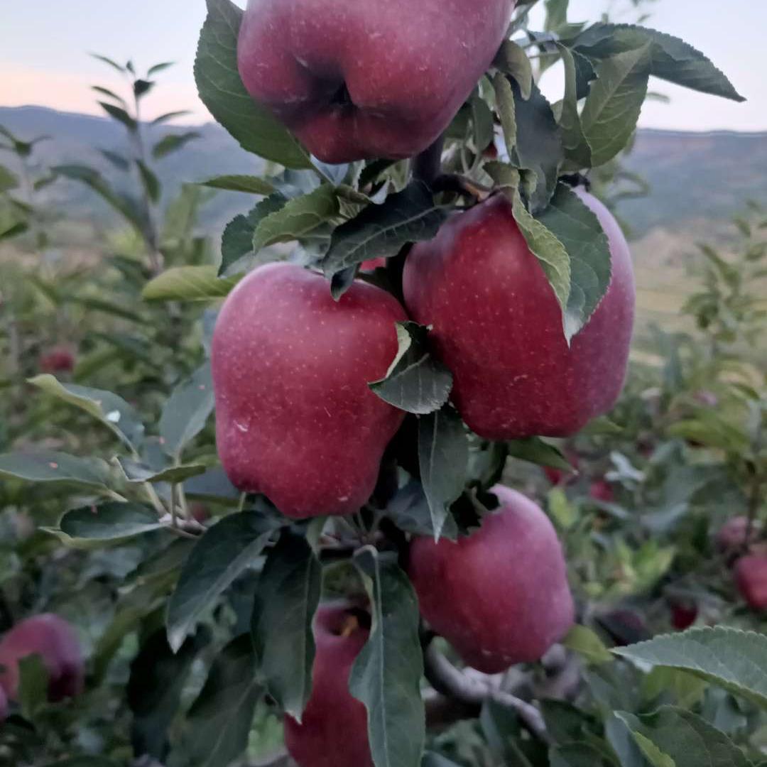 甘肃食美佳食品有限公司