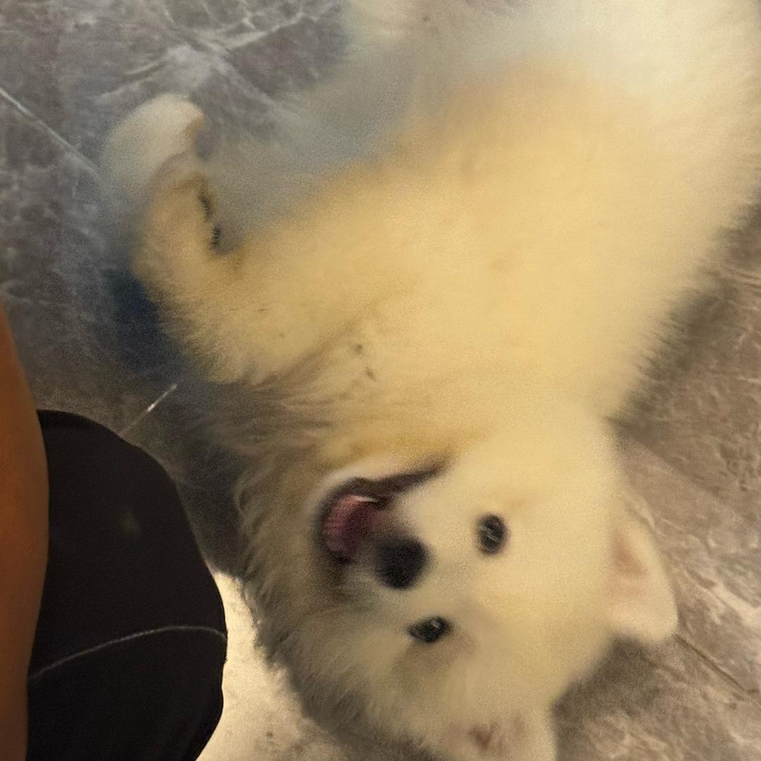 耶一叶