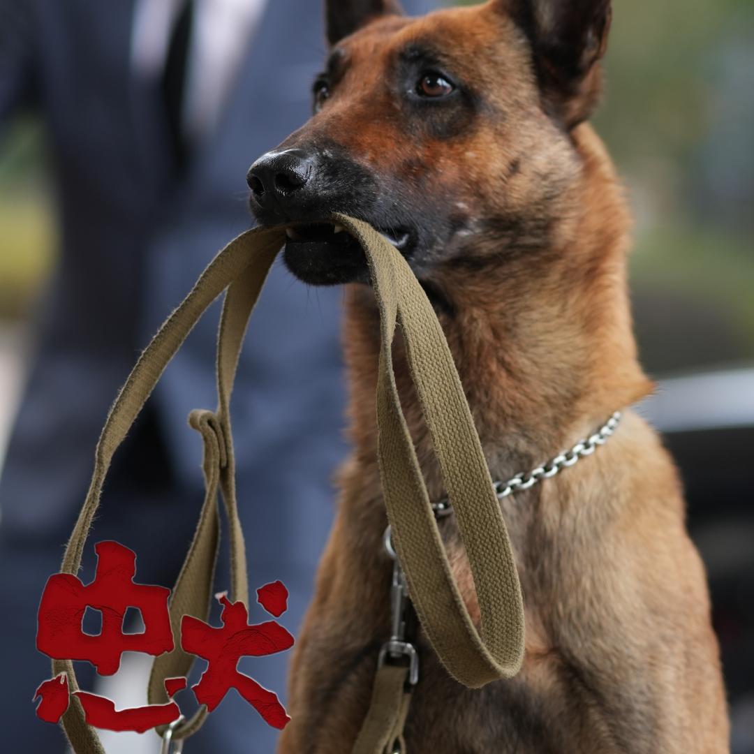 神犬−战狼