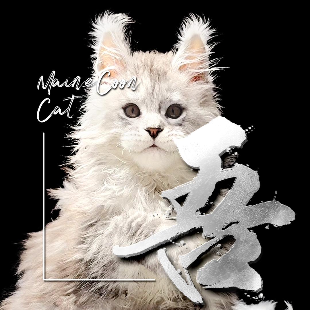 驺吾缅因猫舍