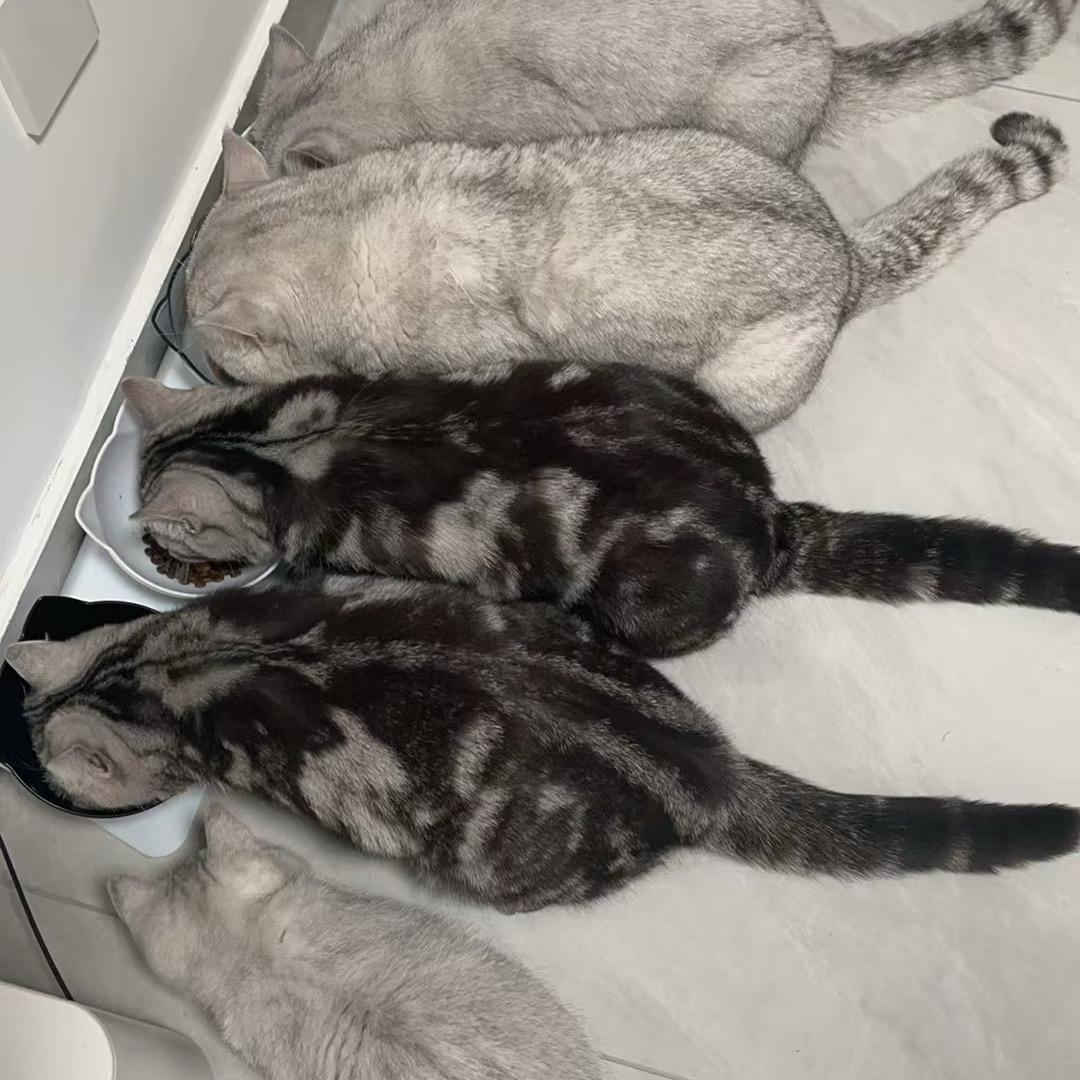 安夏