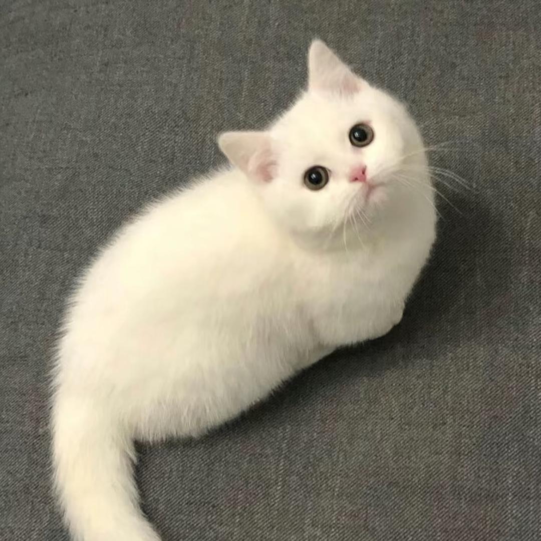 QQ.