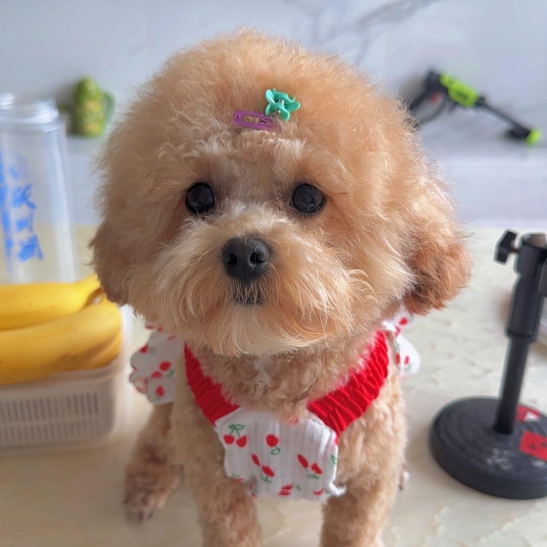 仔玉