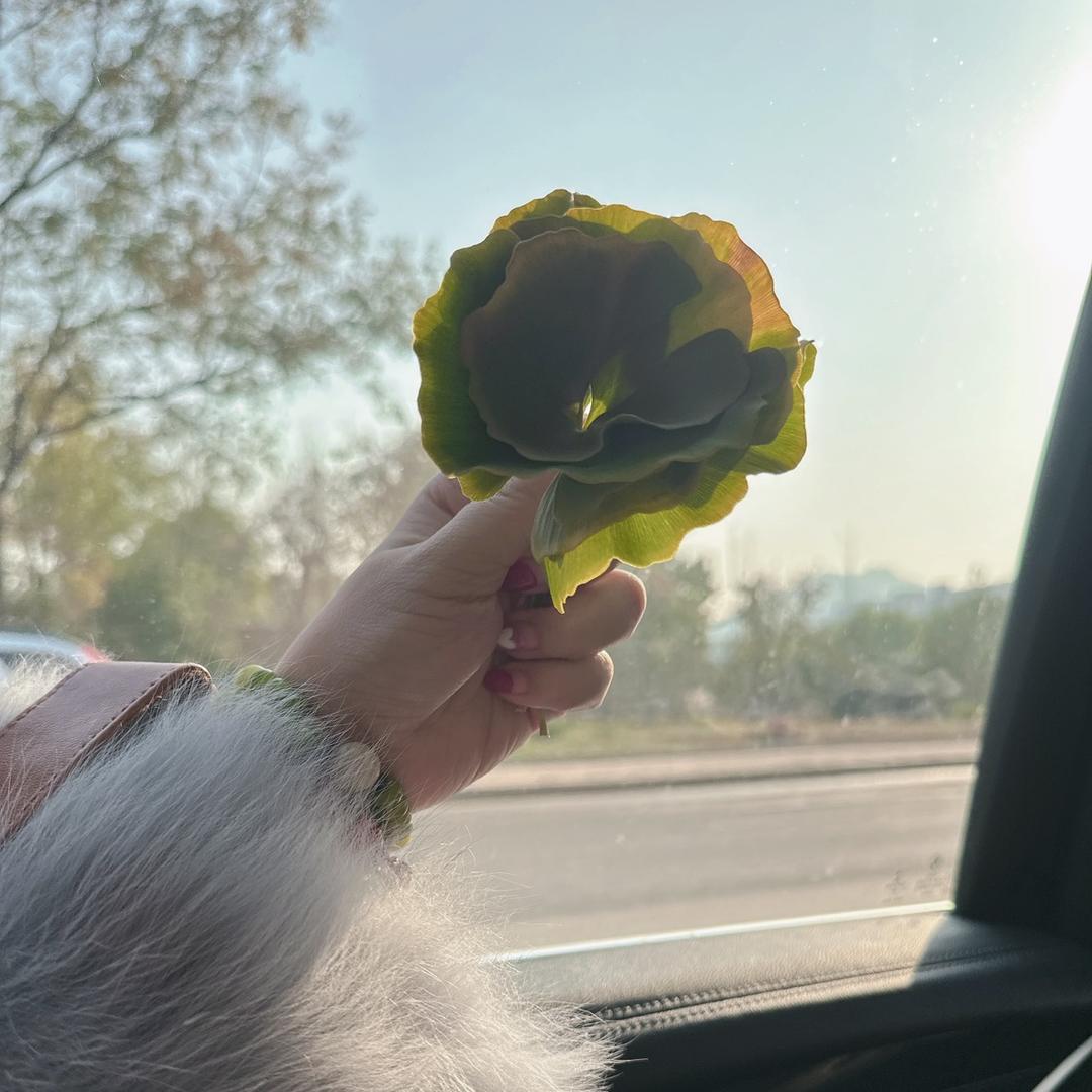 👑 佛系金牛👑