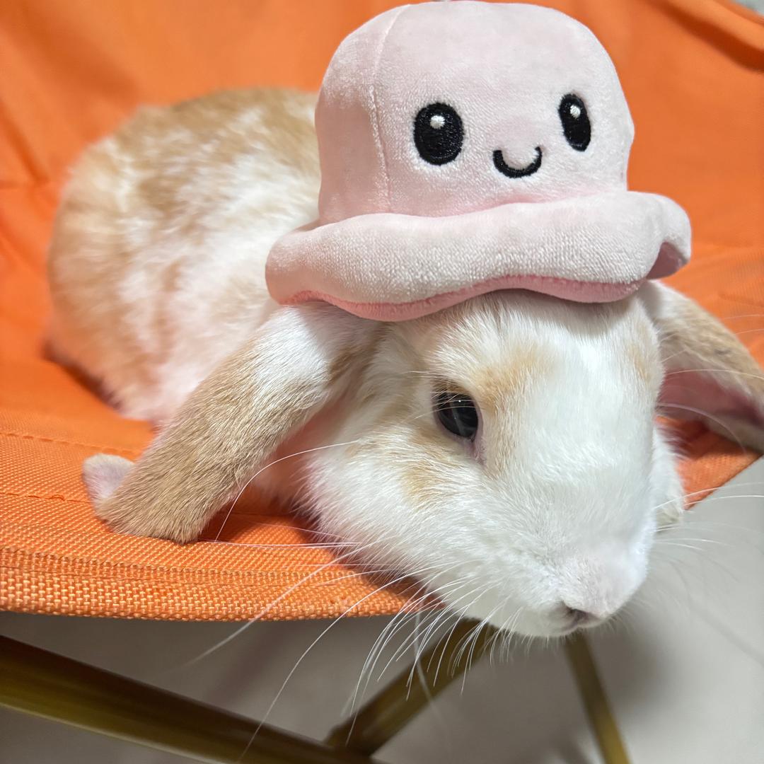 佑佑