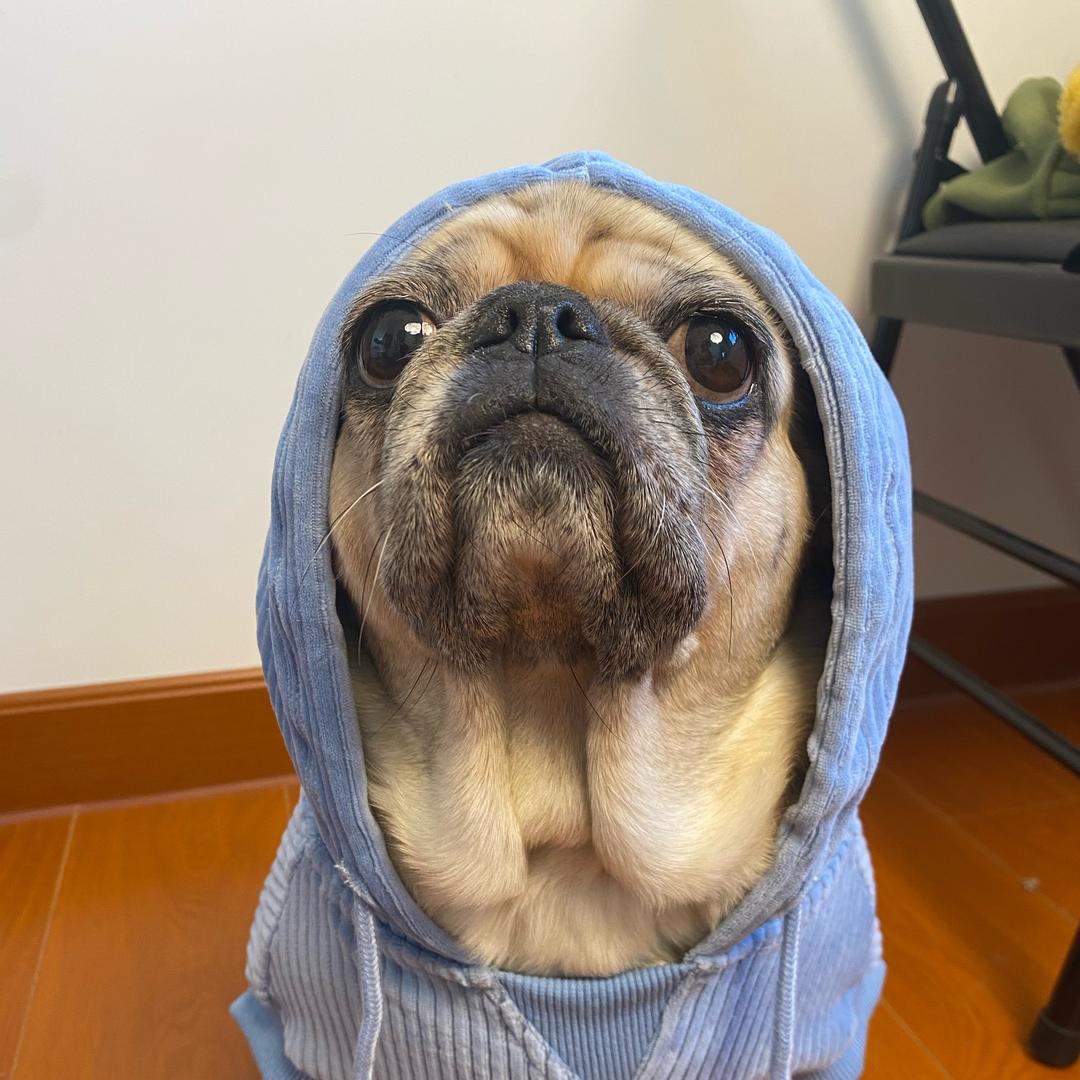 杨臭臭🐾