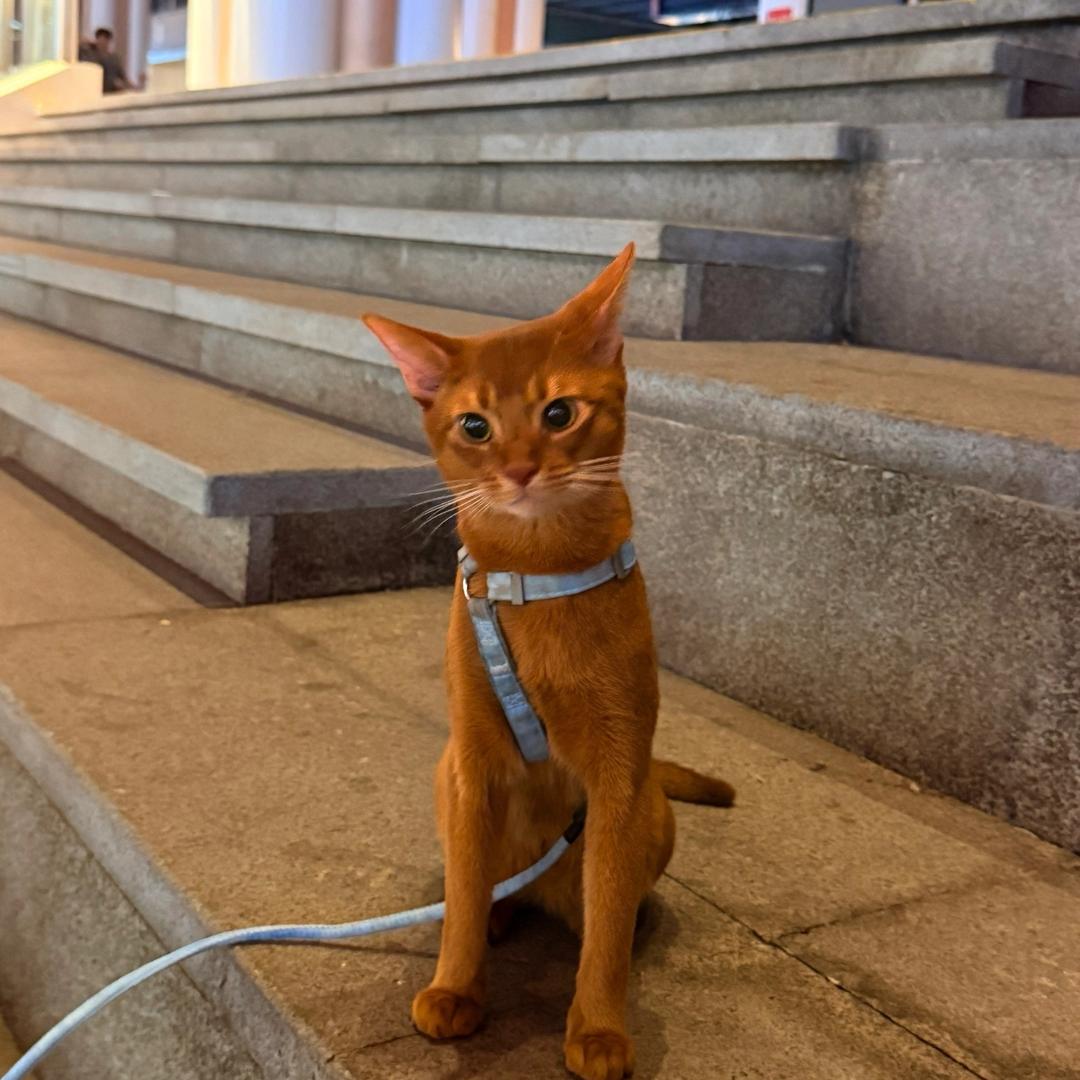 全网最可爱的深圳律师