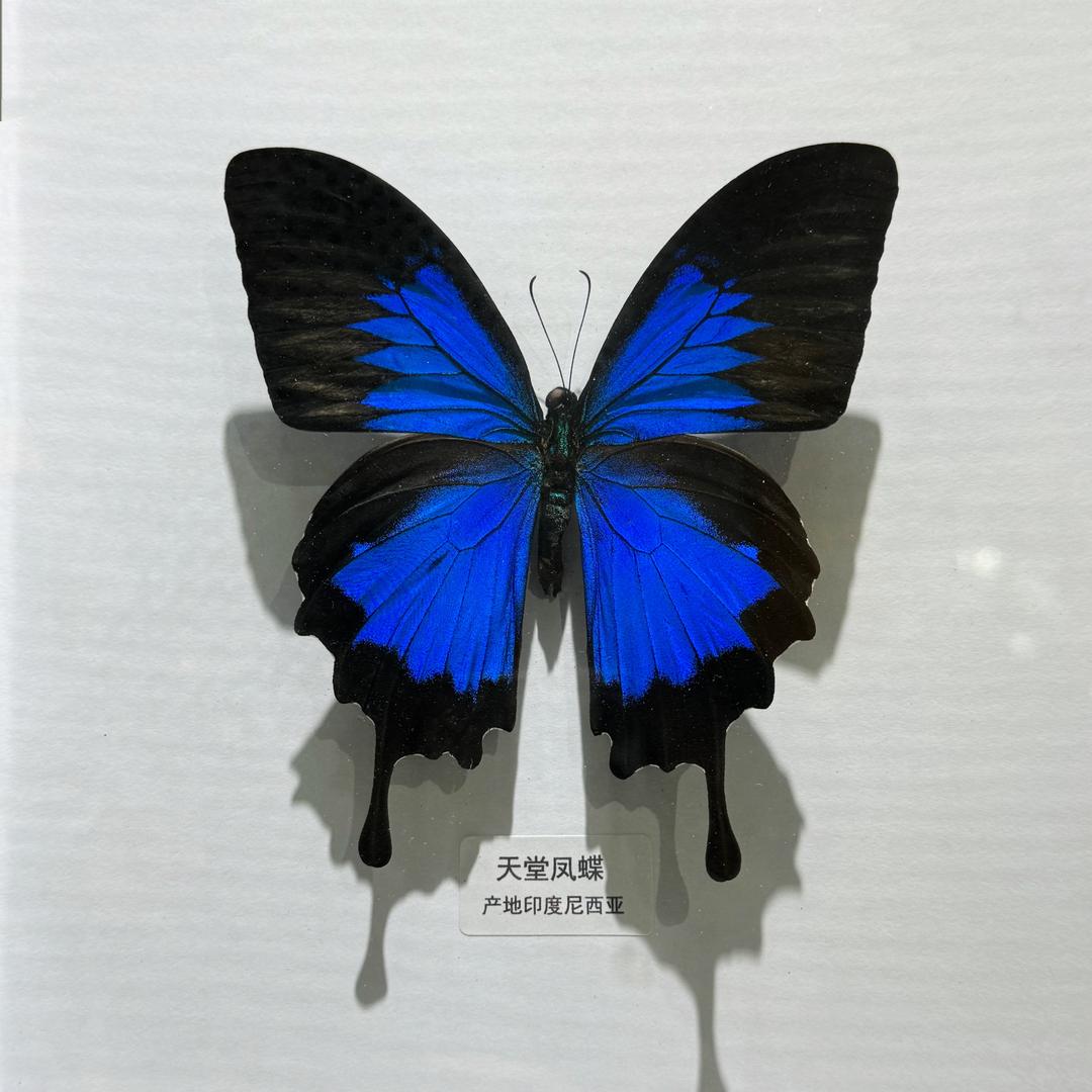 🦋🪽