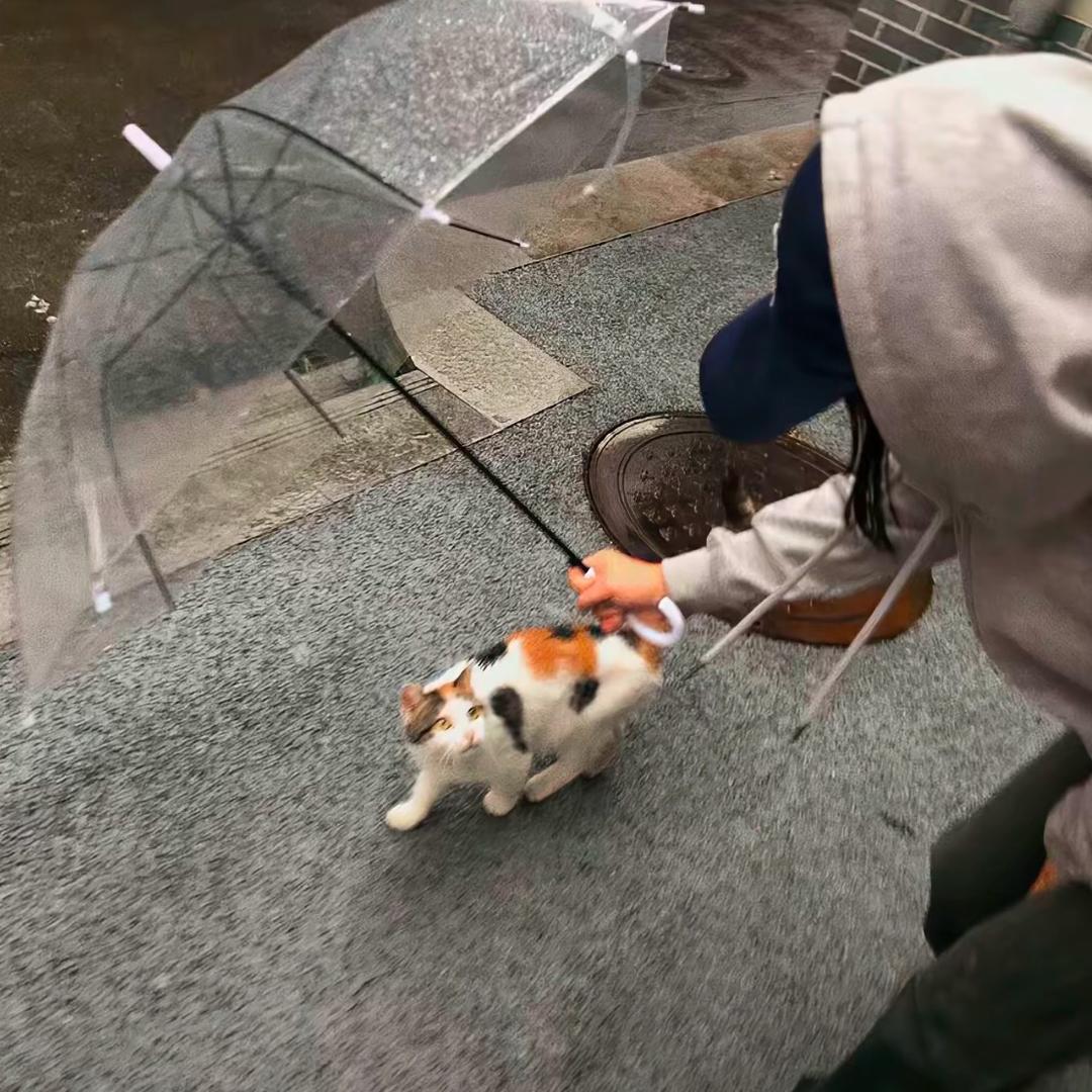 卷菜狗