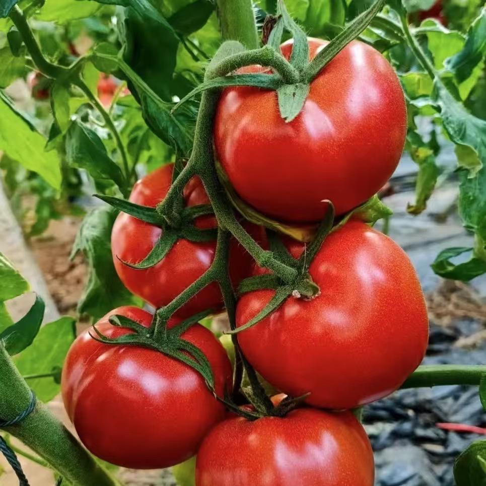 鲁乐丰鲁丰农资专卖店厂家