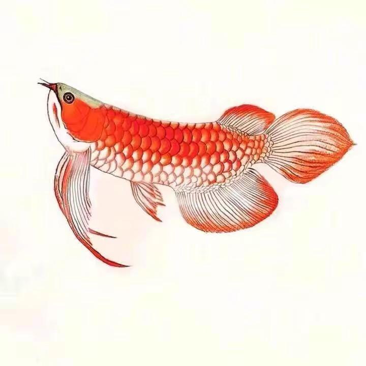 广州万泰龙鱼水族贸易商行