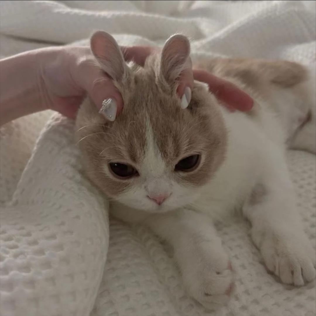 畅