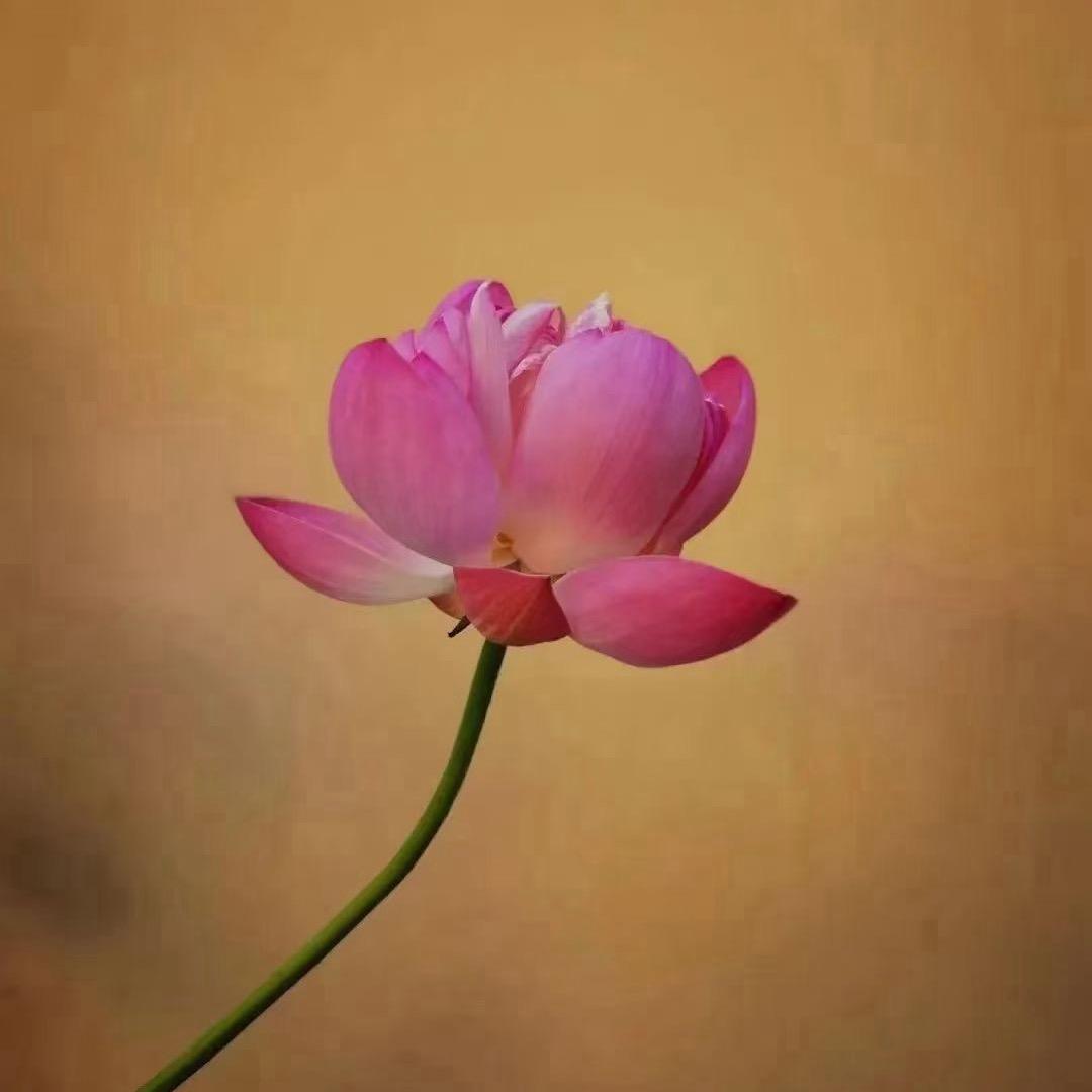 瘦溜