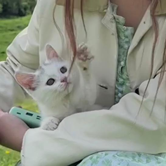 沚芮*