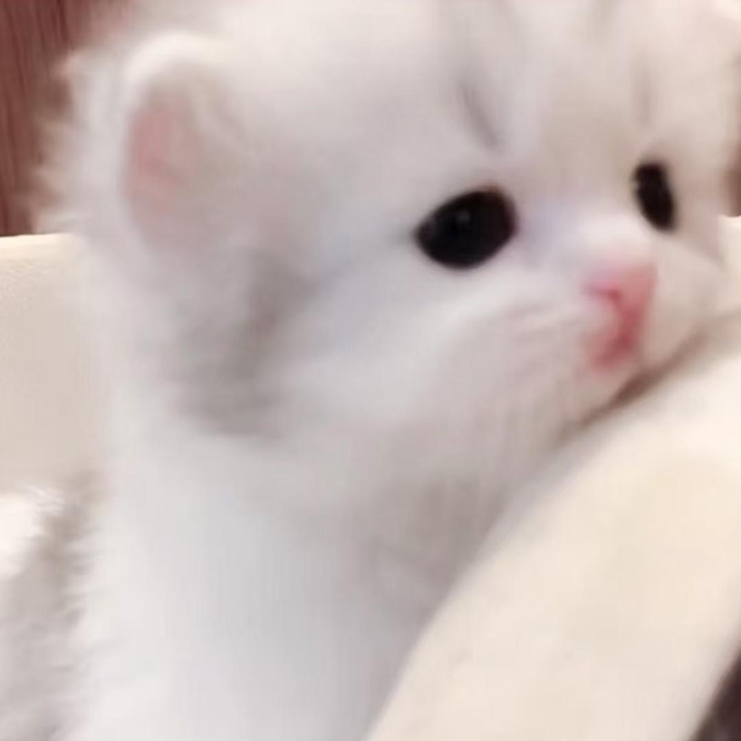 一只忧郁的小乌龟
