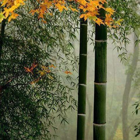 用户jie