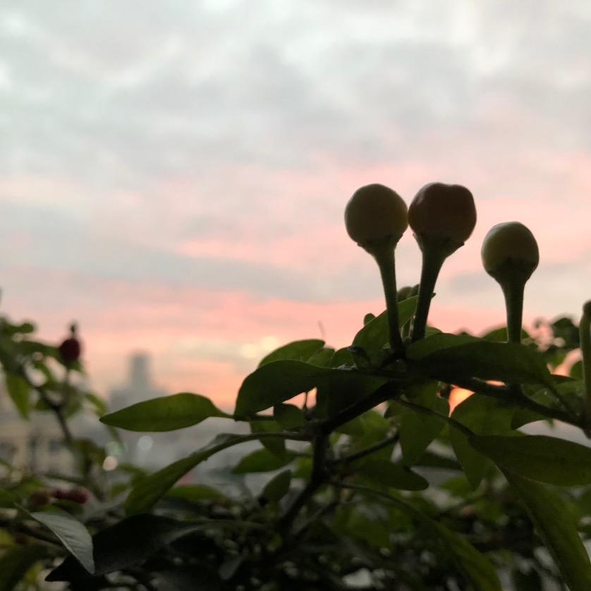 摩登舞炜
