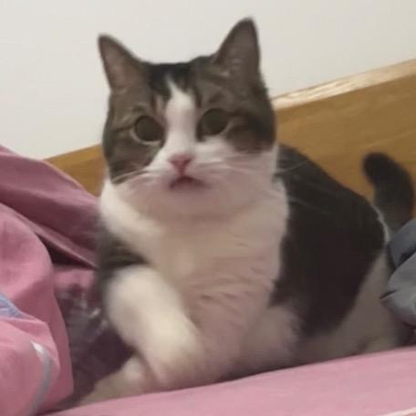 猪咪嘎嘣豆