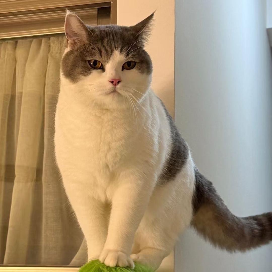 酷酷猫潮玩