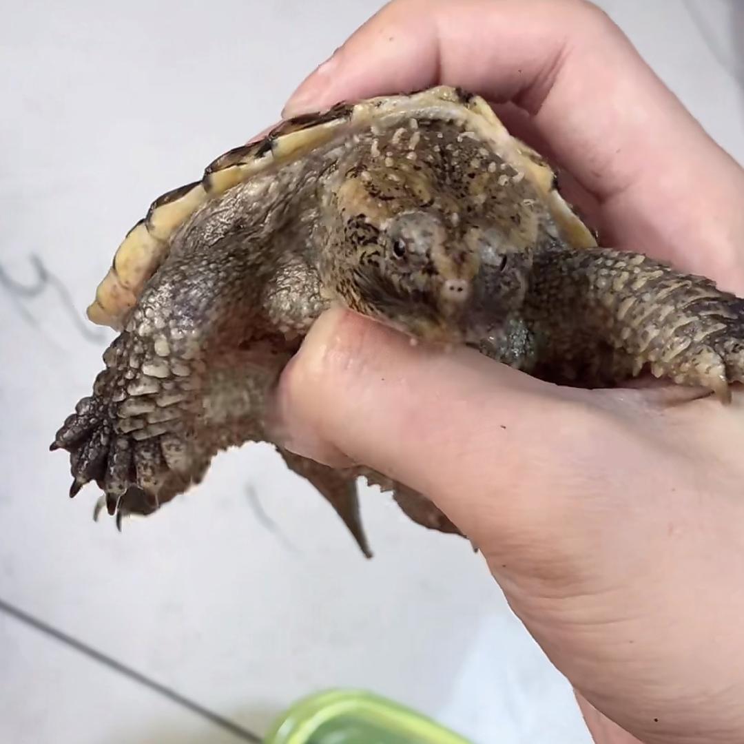鳄龟水产养殖