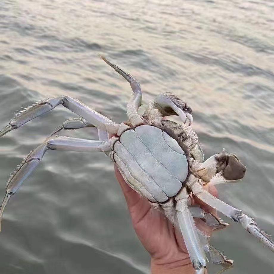 海哥（精品大闸蟹）