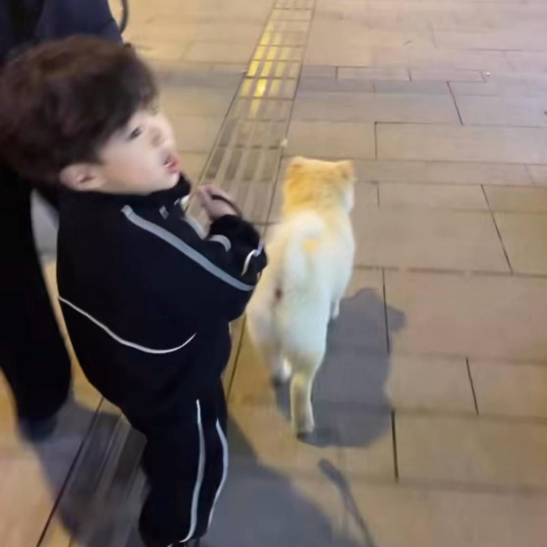 其实我是一只小蜜蜂