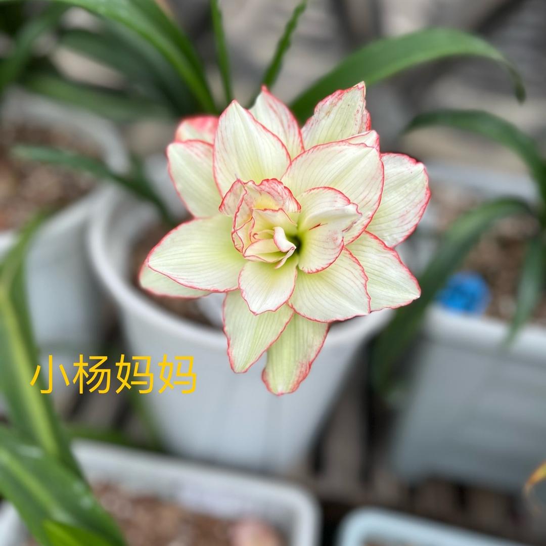 小杨妈妈的花园