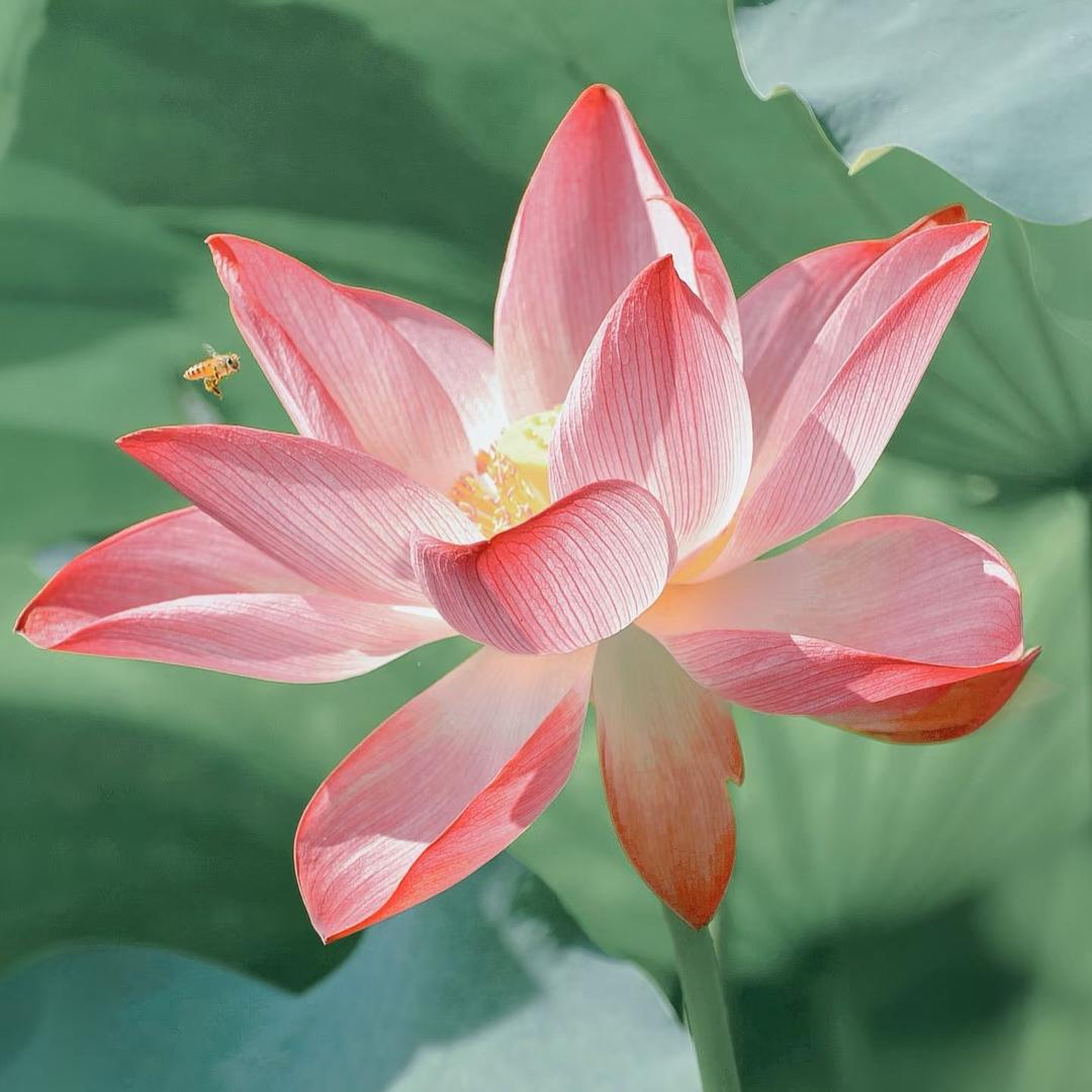 一树一菩提