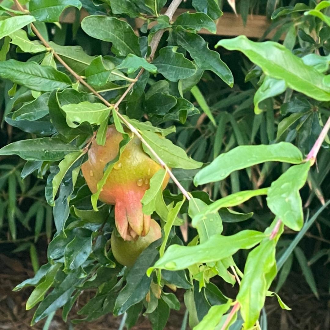 奕玮